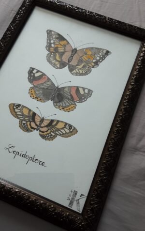 Lepidoptera