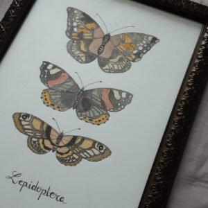 Lepidoptera
