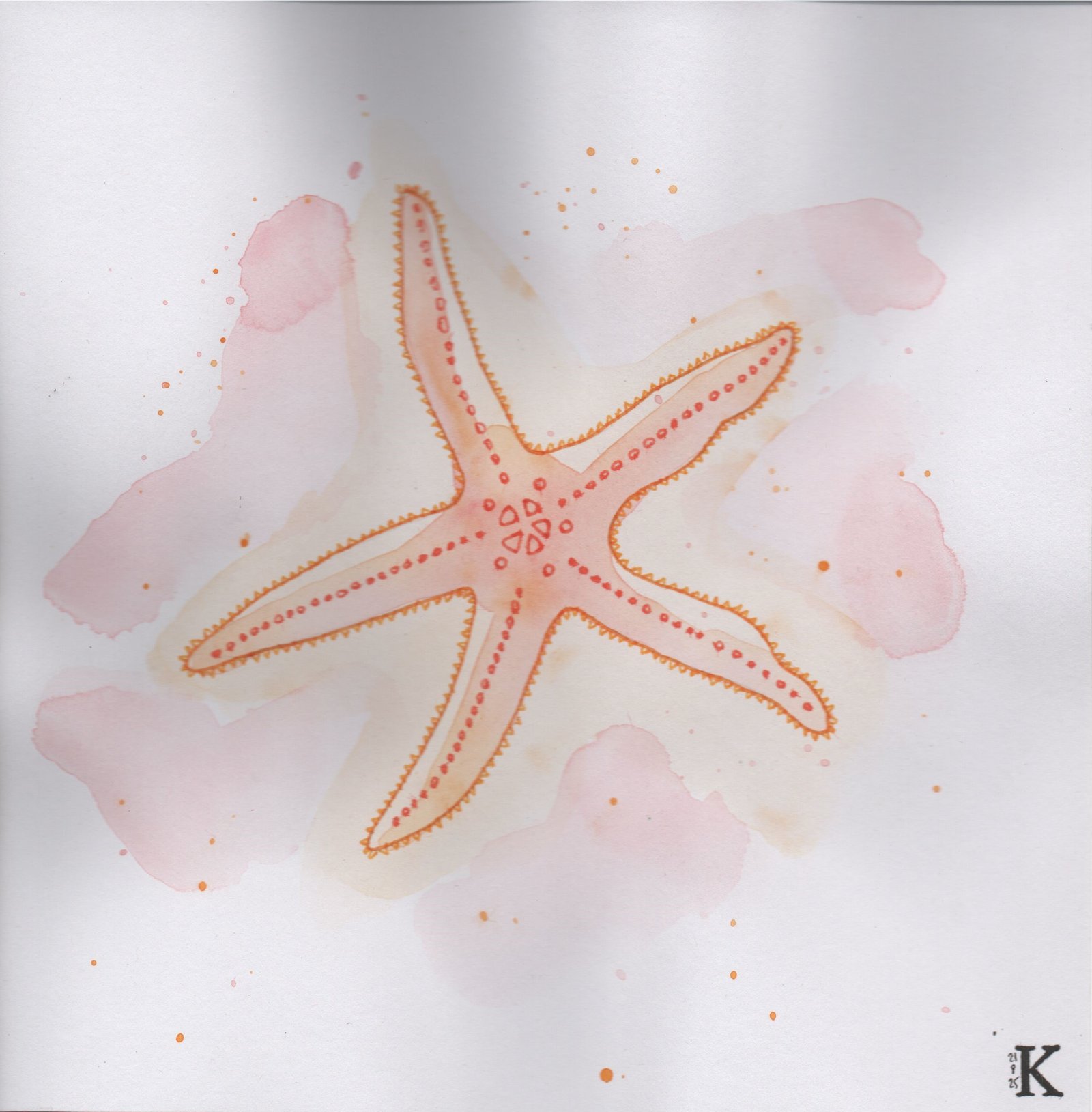 Étoile de mer – Image 2