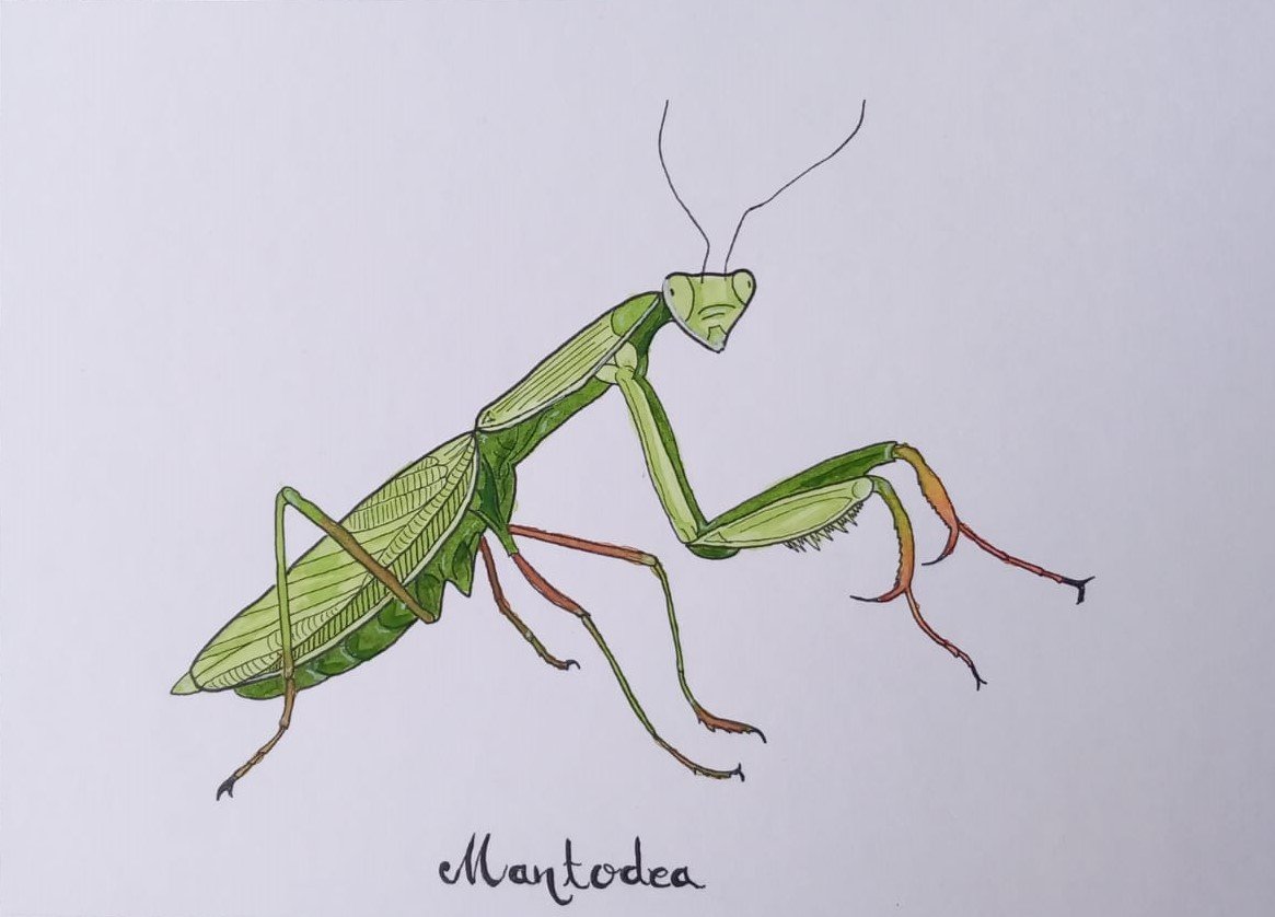 Mantodea – Image 2