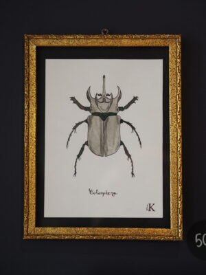 Coleoptera