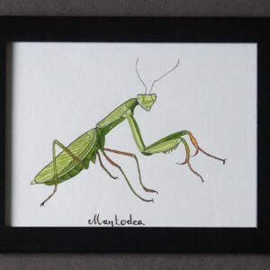 Mantodea