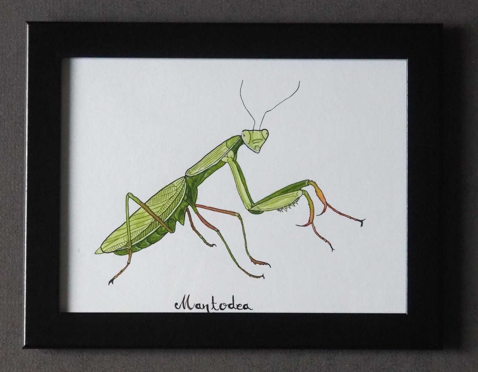 Mantodea