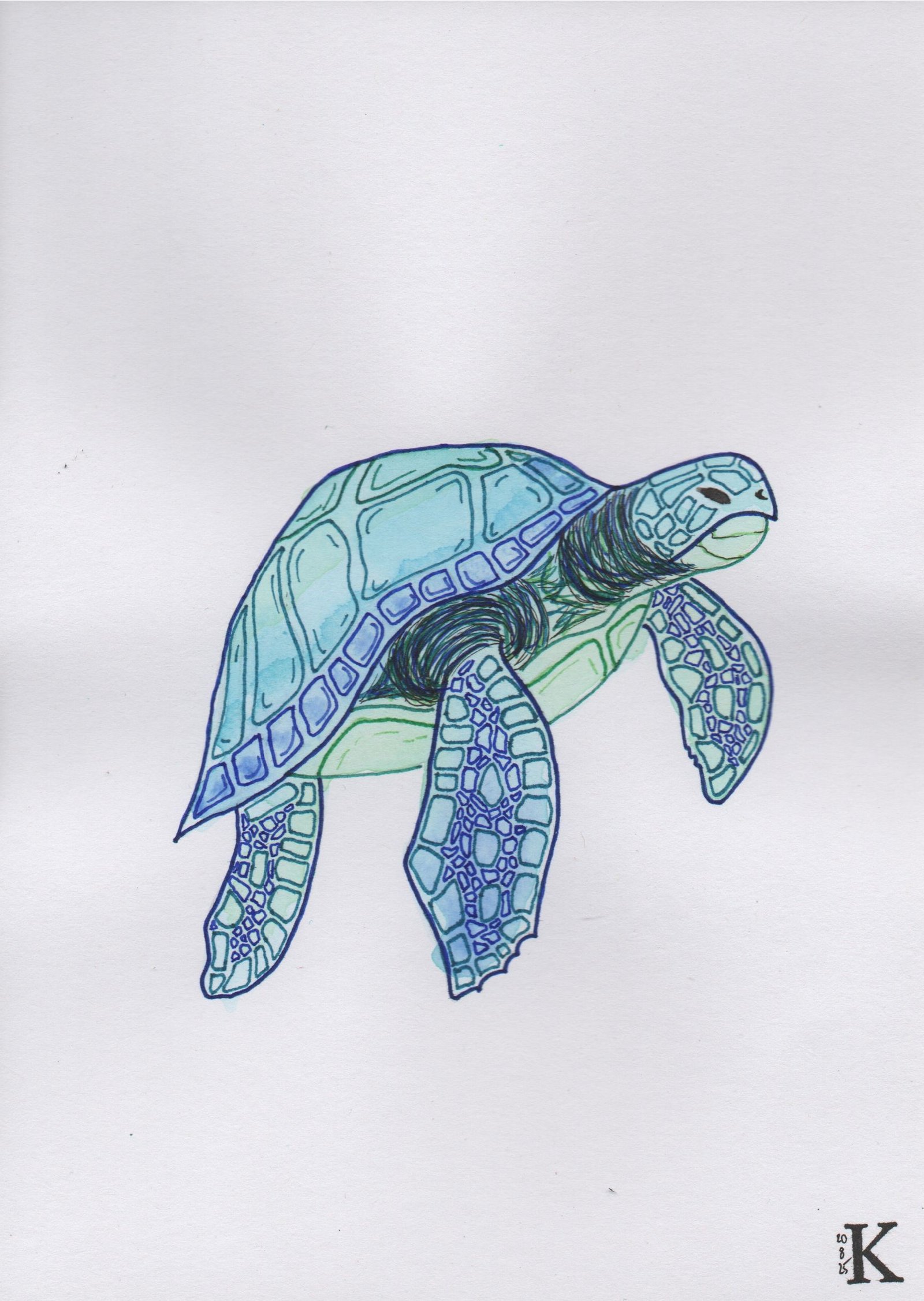 Tortue – Image 2
