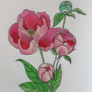 Illustration botanique de pivoine
