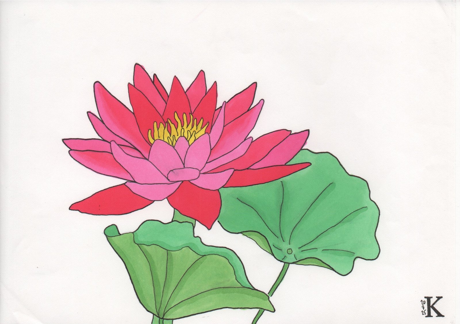 Nelumbo Nucifera – Image 2