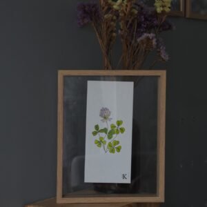 Illustration botanique de trèfles