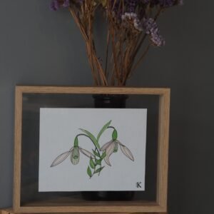 Illustration botanique de Perce-Neige