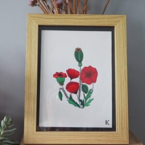 Illustration botanique de coquelicots