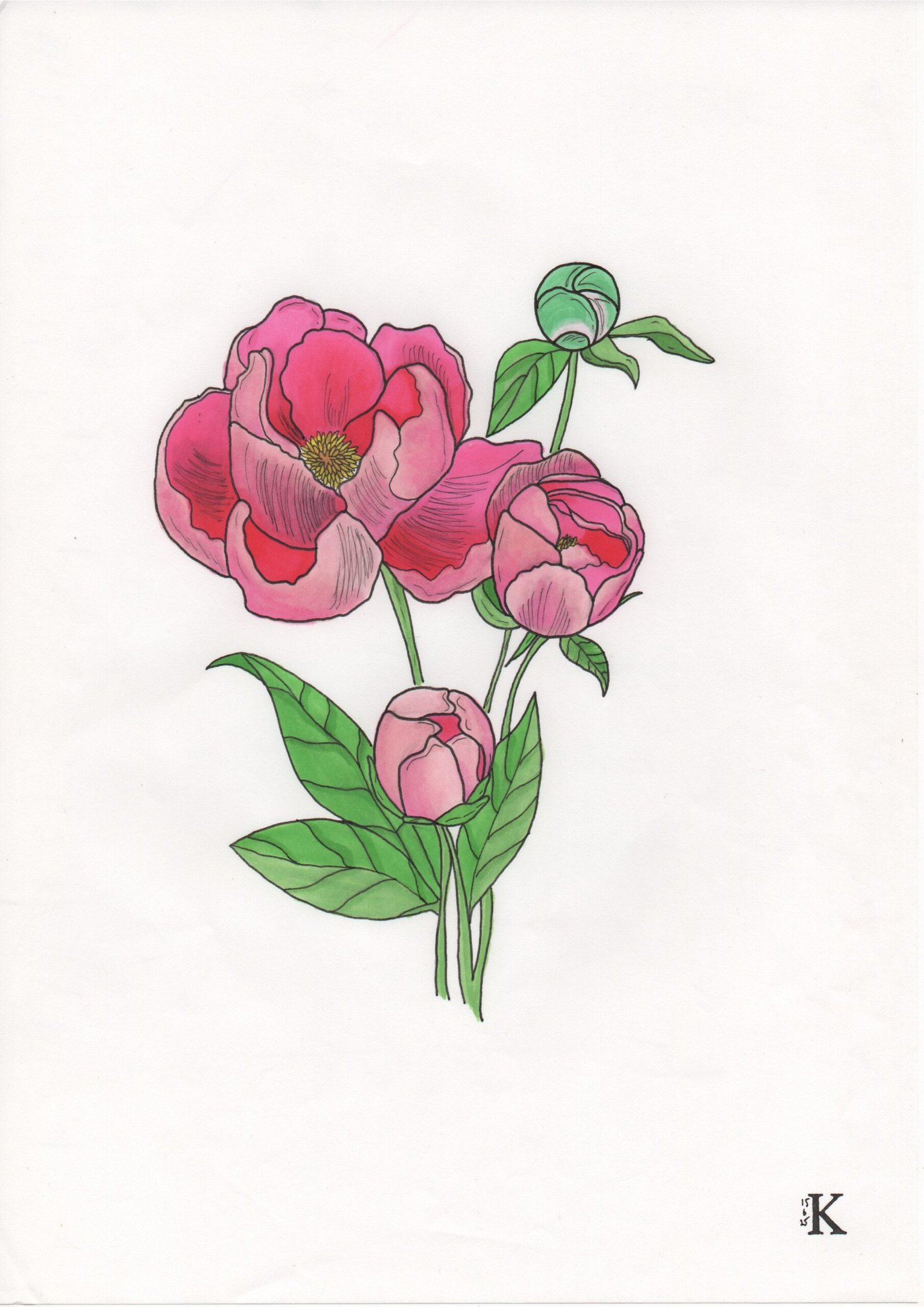 Pivoine – Image 2