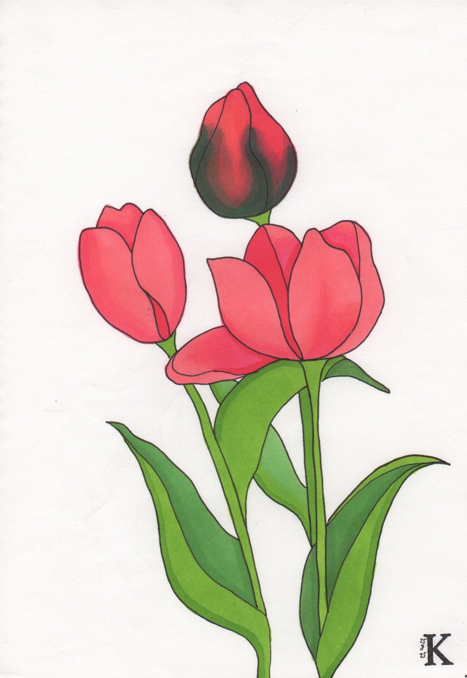 Tulipe – Image 2